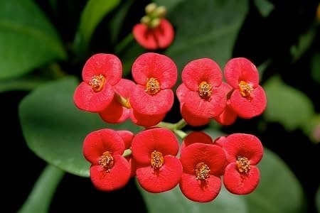 Red Milii Flower Seeds – Heirloom, Non-GMO, High Germination Organic Garden Seeds for Planting