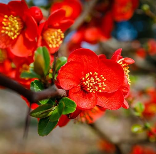 Red Chaenomeles Flower Seeds – Heirloom, Non-GMO, High Germination Organic Garden Seeds for Planting