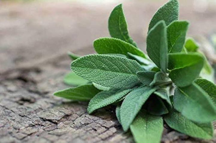 Green Sage Seeds for Planting – Heirloom Non-GMO, High Germination Organic Garden Seeds