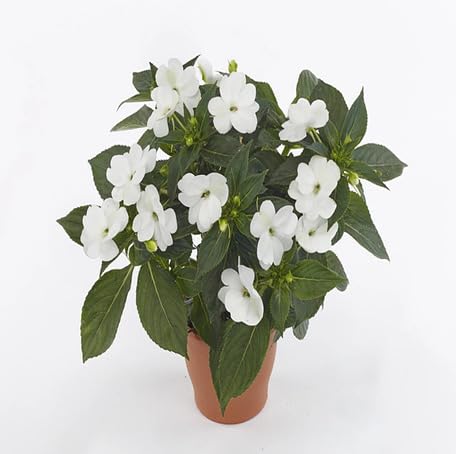 white impatiens flower seeds