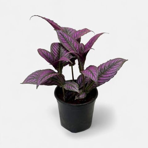 strobilanthes heirloom non-gmo seeds