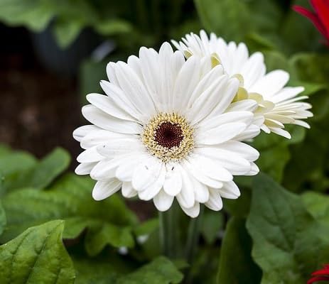 White Gerbera Flower Seeds Heirloom Non-GMO High Germination Organic Garden Seeds for Planting