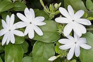 arabian jasmine flower seeds
