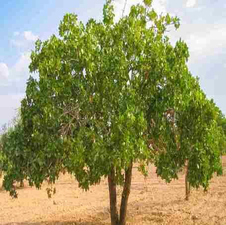 green pistachio flower seeds