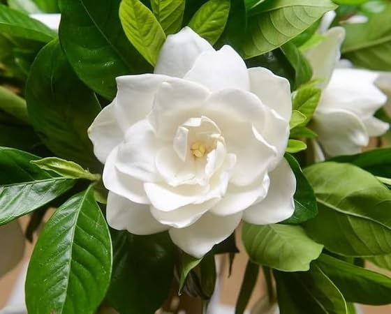 Jasminum Flower Seeds – Heirloom, Non-GMO, High Germination Seeds for Planting