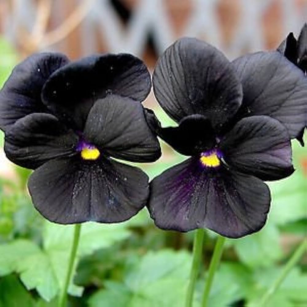 black pansy flower seeds