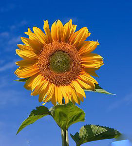 Semillas de flores de girasol amarillas – Semillas reliquia no transgénicas de alta germinación