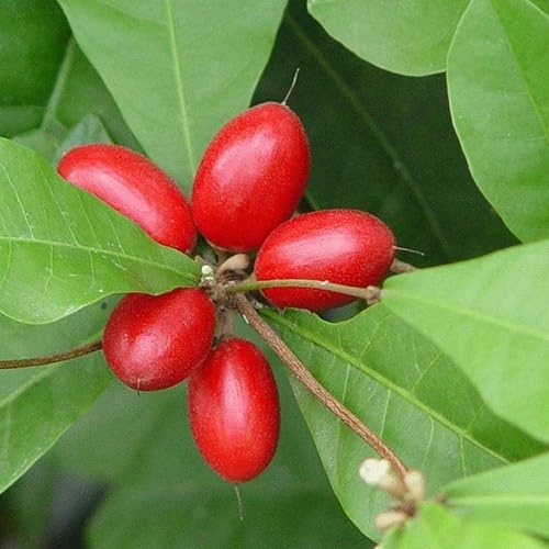 Dulcificum Seeds – Heirloom, Non-GMO, High Germination Organic Garden Seeds