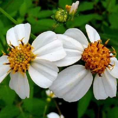 White Bidens Flower Seeds for Planting – Heirloom Non-GMO High Germination Organic Garden Seeds