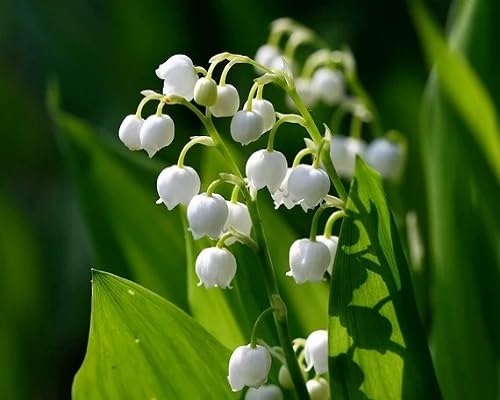 White Bell Orchid Flower Seeds – Heirloom, Non-GMO, High Germination Organic Garden Seeds for Planting