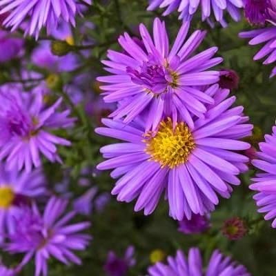 aster flower purple heirloom non-gmo seeds