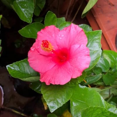 Hibiscus Flower Seeds – Heirloom, Non-GMO, High Germination Organic Garden Seeds for Planting