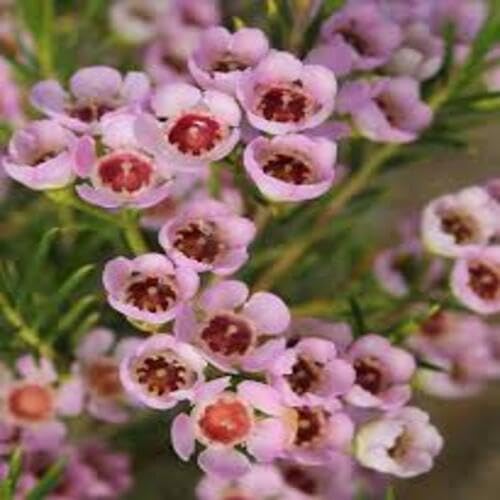Pink Wax Flower Seeds – Heirloom Non-GMO High Germination Organic Garden Seeds for Planting