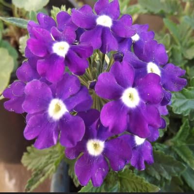 purple verbena flower heirloom non-gmo seeds