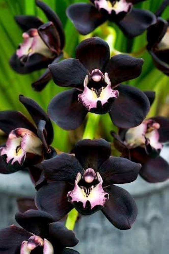 Orchid Flower Seeds Black – Heirloom, Non-GMO, High Germination Seeds