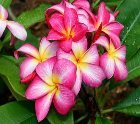 Plumeria Flower Seeds – Heirloom, Non-GMO, High Germination Organic Garden Seeds for Planting Seeds for Planting