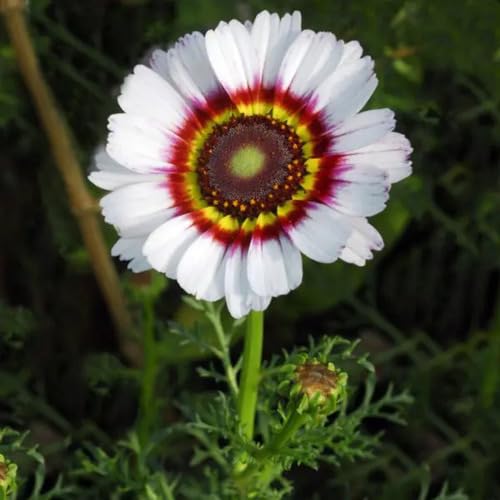 White Venidium Flower Seeds – Heirloom, Non-GMO, High Germination Organic Seeds