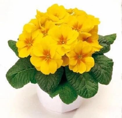 Gelbe Primula Veris Blumensamen – Heirloom, gentechnikfrei, hochkeimfähig, Bio-Gartensamen zum Pflanzen
