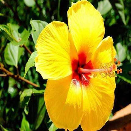 Yellow Hibiscus Flower Seeds – Heirloom Non-GMO High Germination Organic Garden Seeds