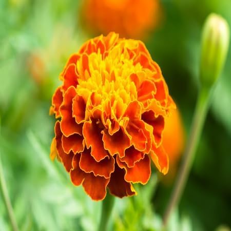 Marigold Flower Seeds – Heirloom, Non-GMO, High Germination Organic Garden Seeds for Planting