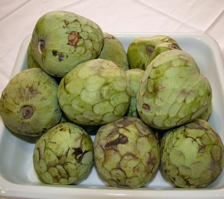 Cherimoya Seeds – Heirloom, Non-GMO, High Germination Organic Garden Seeds