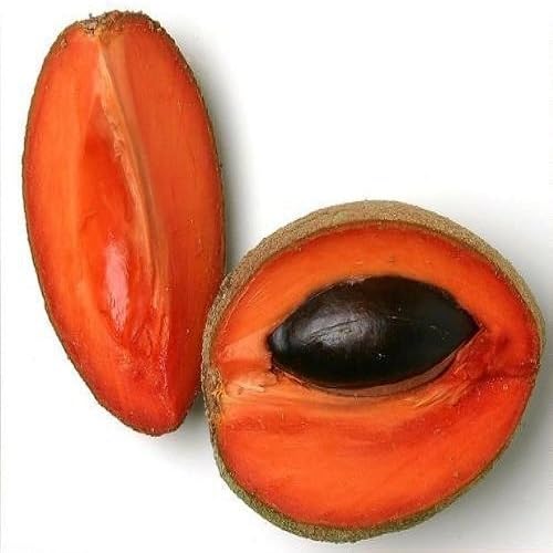 Red Mamey Seeds Heirloom Non-GMO High Germination Organic Garden Seeds for Planting