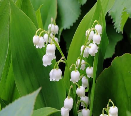 lily the flower seeds