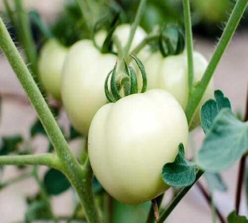 Tomaten mit weißen Samen anbauen – Alte Sorten, gentechnikfrei, hohe Keimfähigkeit, Bio-Gartensamen