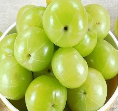 Gooseberry Fruit Seeds Green – Heirloom, Non-GMO, High Germination Organic Garden Seeds