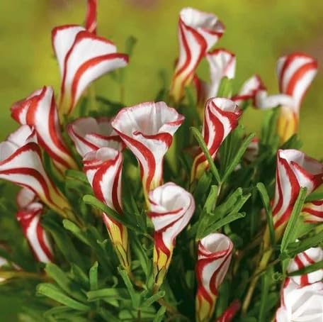 White Red Oxalis Versicolor Flower Seeds – Heirloom Non-GMO Organic Garden Seeds