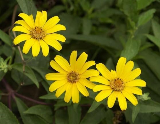 Yellow Heliopsis Flower Seeds – Heirloom Non-GMO High Germination Organic Garden Seeds