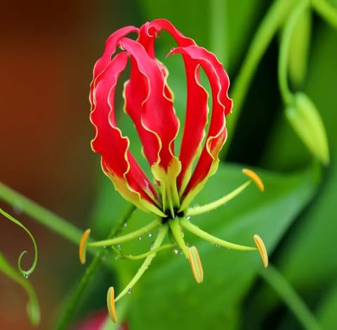 Red Yellow Gloriosa Flower Seeds for Planting – Heirloom Non-GMO High Germination Organic Garden Seeds
