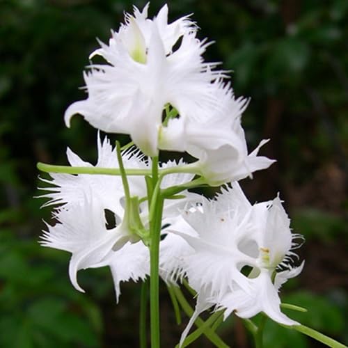 White Orchid Flower Seeds Heirloom Non-GMO High Germination Organic Garden Seeds