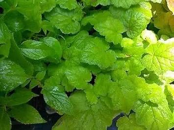 Piggyback Plant herb seeds