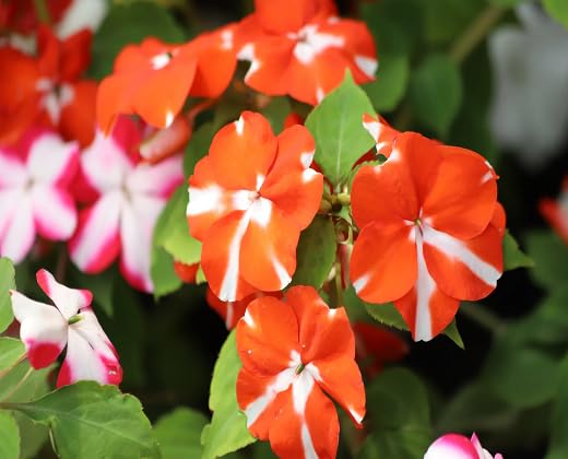 Orange White Impatiens Flower Seeds – Heirloom, Non-GMO, High Germination Seeds