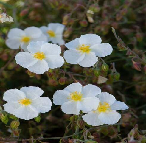 White Helianthemum Flower Seeds Heirloom Non-GMO High Germination Organic Garden Seeds for Planting