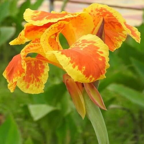 Red Yellow Canna Flower Seeds – Heirloom, Non-GMO, High Germination Organic Garden Seeds
