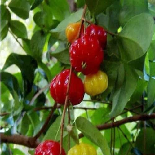 Pitanga Seeds – Heirloom, Non-GMO, High Germination Organic Garden Seeds