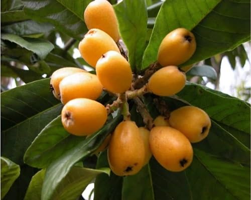 Loquat Seeds – Heirloom, Non-GMO, High Germination Organic Garden Seeds
