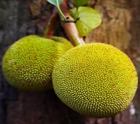 Breadfruit Seeds Yellow Heirloom Non-GMO High Germination Organic Garden Seeds for Planting
