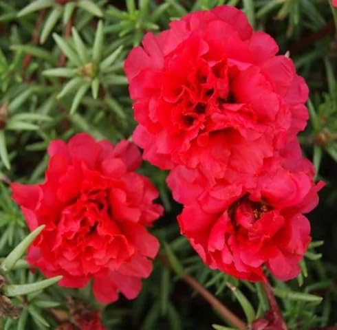 Red Portulaca Flower Seeds – Heirloom Non-GMO High Germination Organic Garden