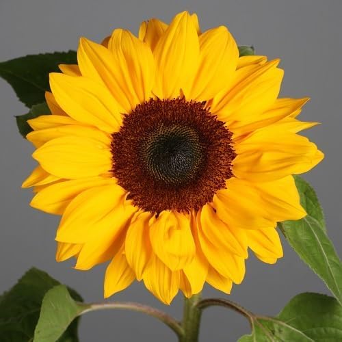 Sunflower Seeds Heirloom Non-GMO High Germination Organic Garden Seeds