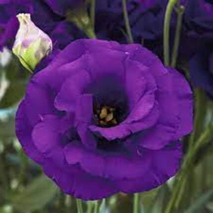 lisianthus flower purple seeds