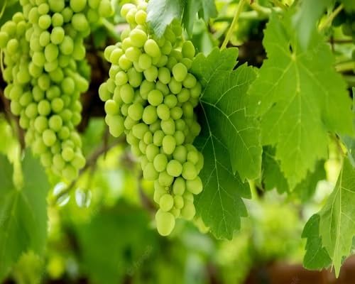 Grapes Seeds Green – Heirloom, Non-GMO, High Germination Organic Garden Seeds