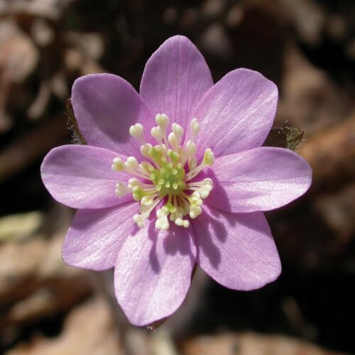 Semillas de flores hepáticas – De herencia, sin OMG, alta germinación, semillas orgánicas de jardín para plantar