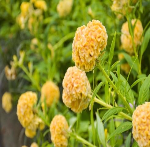 Yellow Cockscomb Flower Seeds – Heirloom, Non-GMO, High Germination Organic Garden Seeds