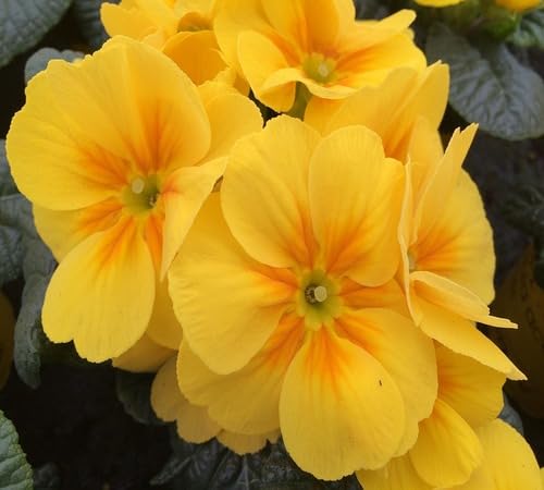 Yellow Primula Flower Seeds for Planting – Heirloom Non-GMO High Germination Organic Garden Seeds
