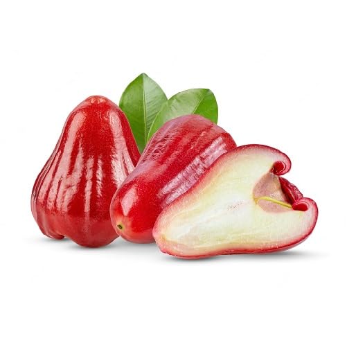 Red Rose Apple Fruit Seeds for Planting – Heirloom Non-GMO High Germination Organic Garden Seeds