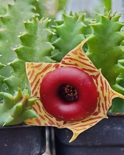 Yellow Brown Stapelia Flower Seeds Heirloom Non-GMO High Germination Organic Garden Seeds for Planting