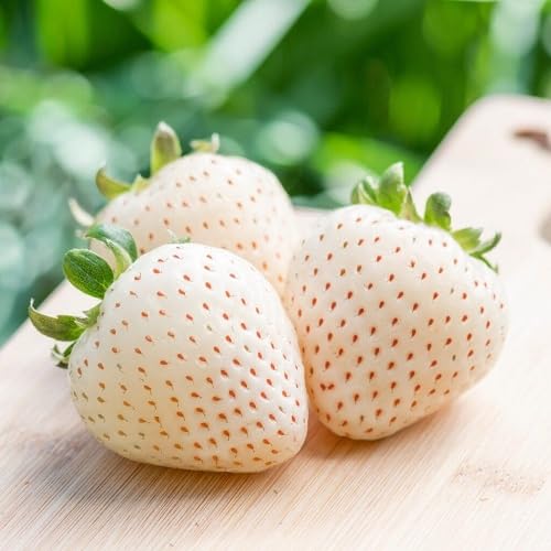 Strawberry Seeds – Heirloom, Non-GMO, High Germination Organic Garden Seeds
